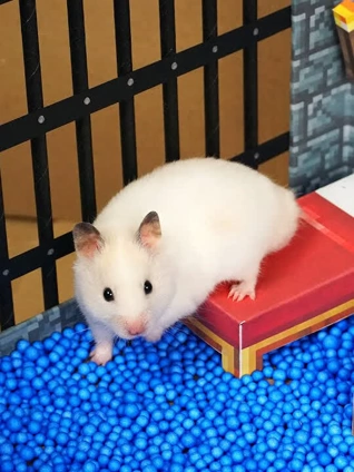 怡红院成人电影软件