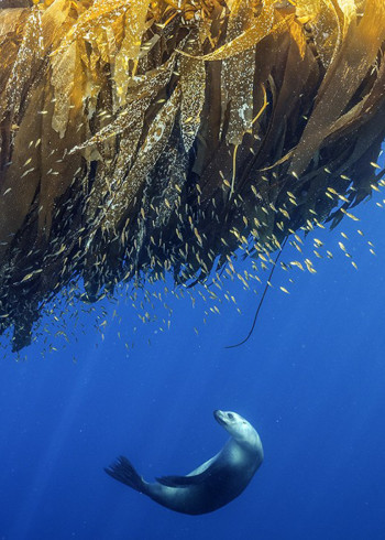 希望之海美国海底之宝
